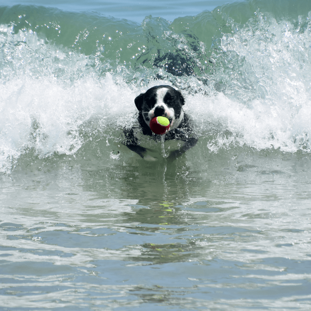 about us page dog surfing a wave