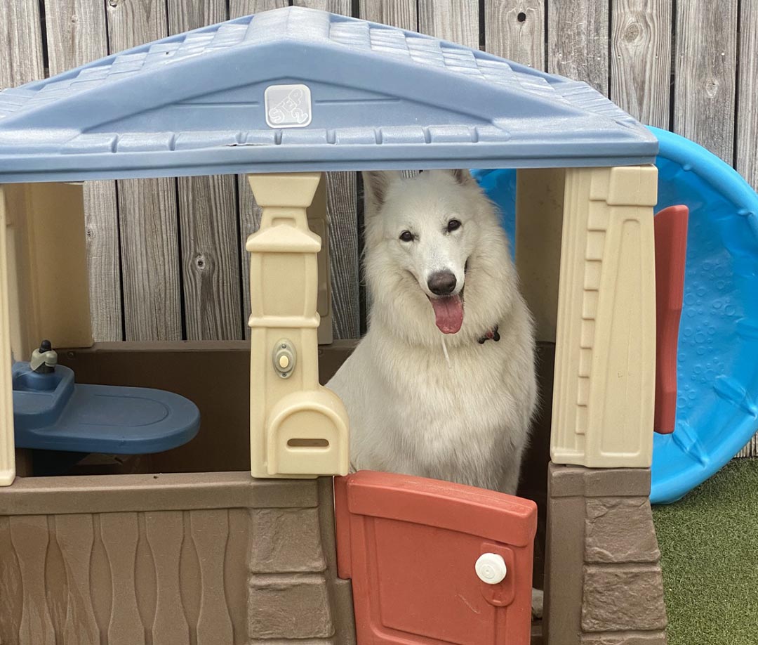 White dog in toy playhouse White dog in toy playhouse
