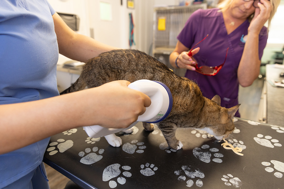 cat-therapy A cat getting its microchip scanned at the vet