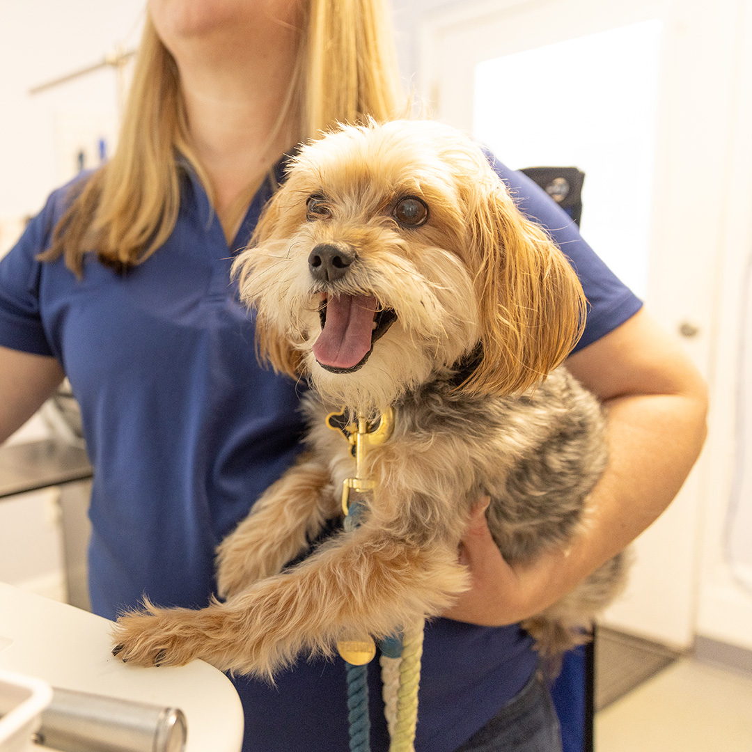 happy-dog A happy dog being held by a veterinarian