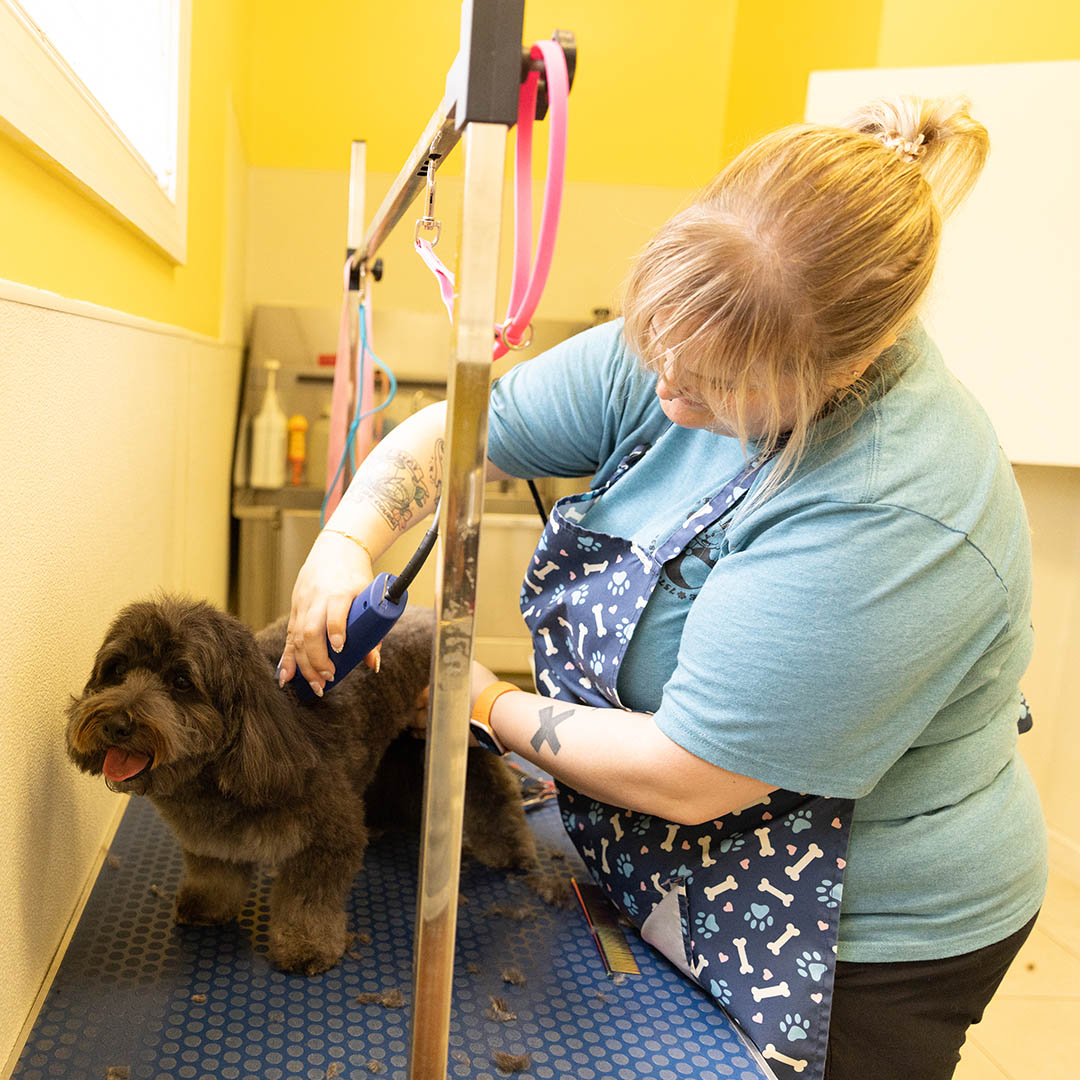 Dog groomer working with dog. Dog groomer working with dog.