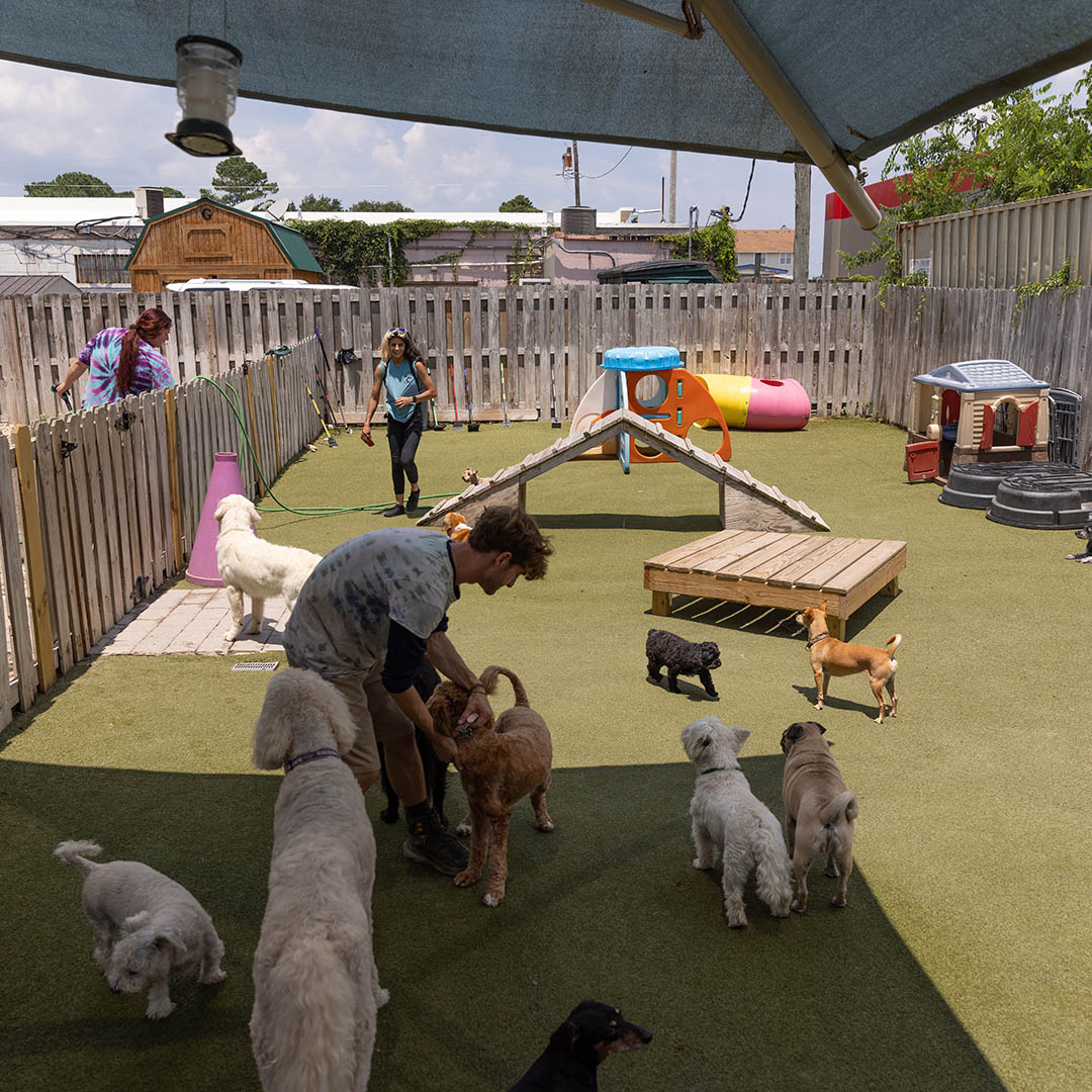 Excited Goldendoodle at dog daycare. Excited Goldendoodle at dog daycare.