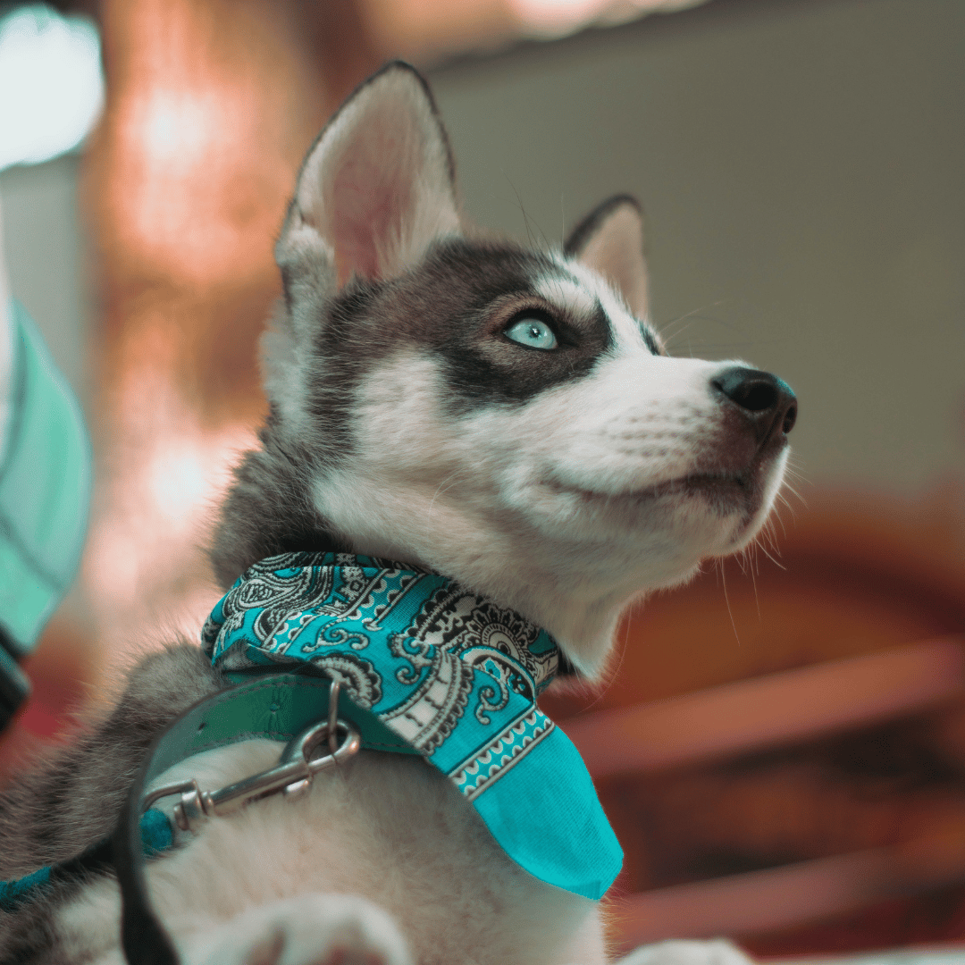 microchipping (2) puppy wearing a bandana