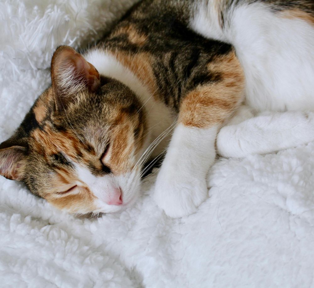 Calico cat sleeping peacefully Calico cat sleeping peacefully