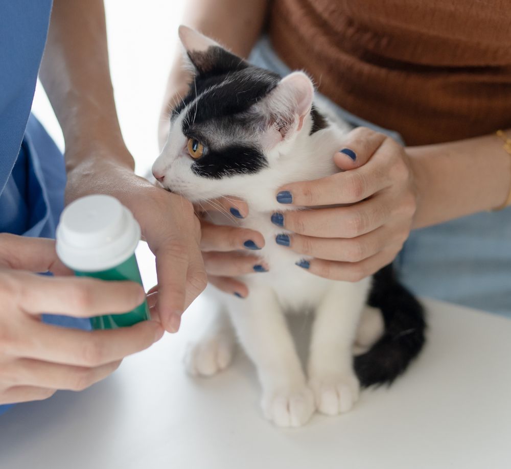 Cat at vet receiving medicine Cat at vet receiving medicine