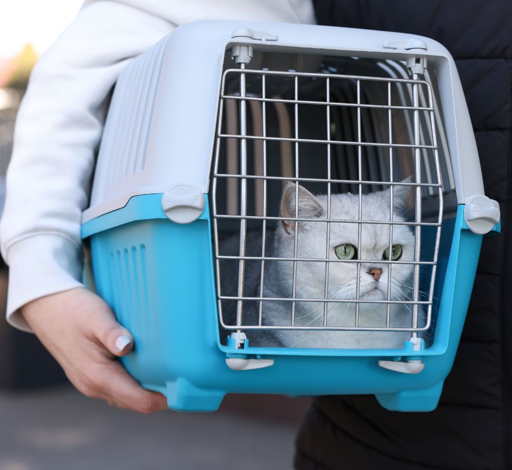 Cat in a pet carrier Cat in a pet carrier