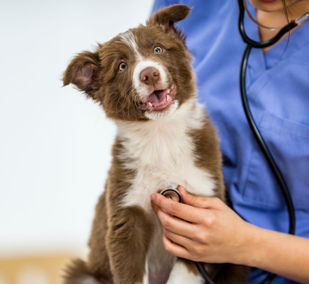Puppy getting a checkup Puppy getting a checkup