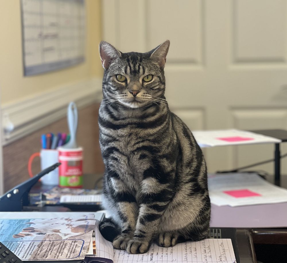 Tabby cat on desk