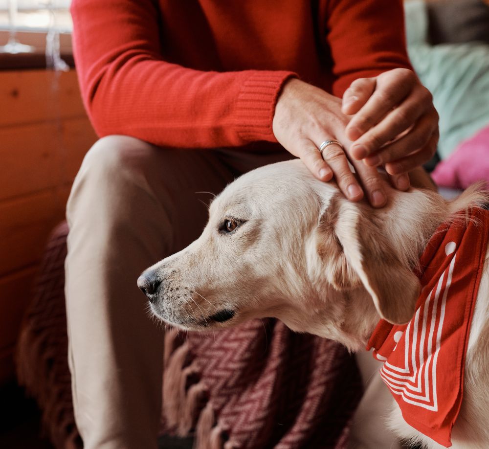 Person petting dog Person petting dog